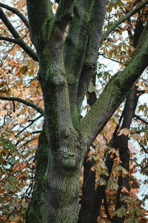 a tree that is near many other trees