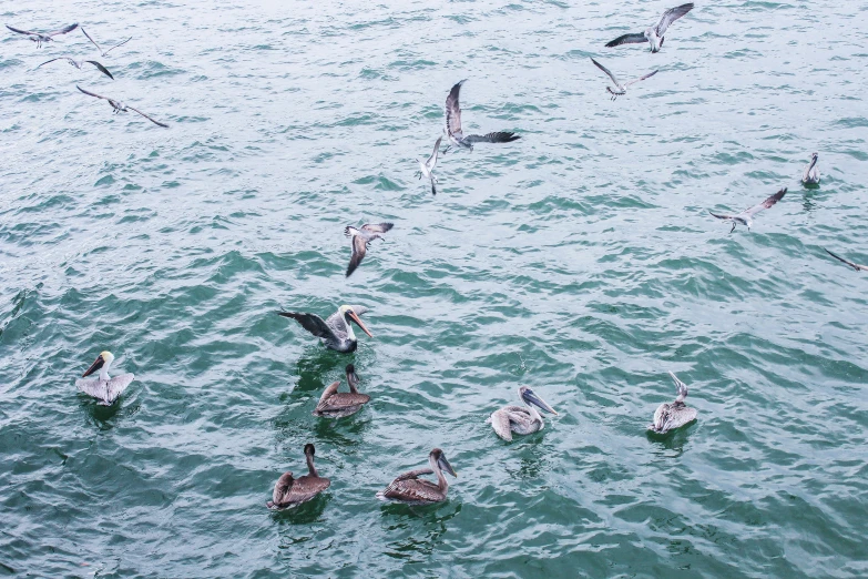 some birds and some water and one is flying over it