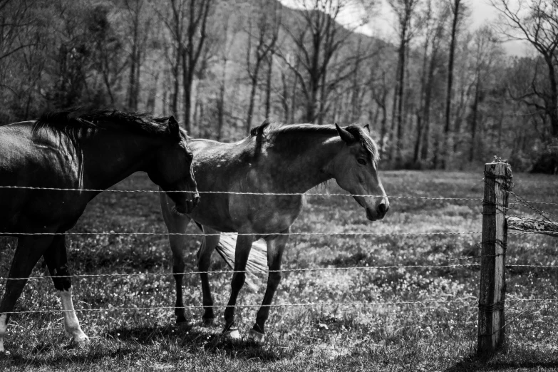 two horses are standing next to each other near the fence