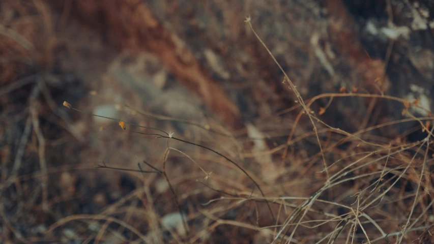 a bird flying near a group of thin brown bushes