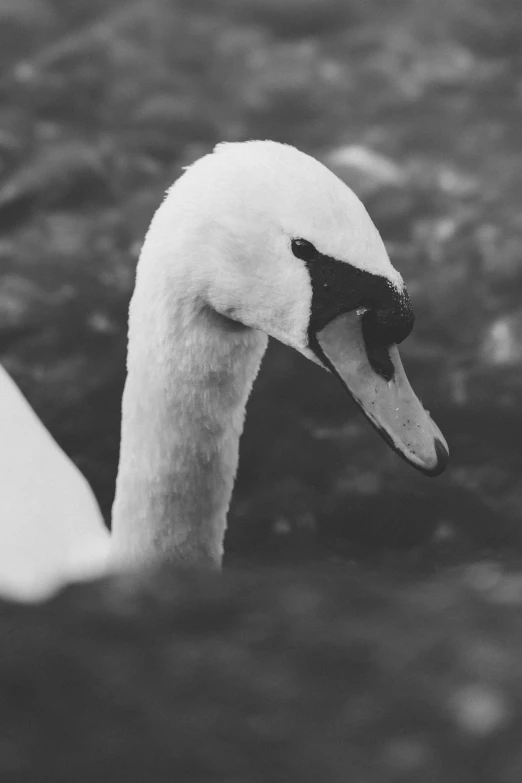 a large white goose with an open beak