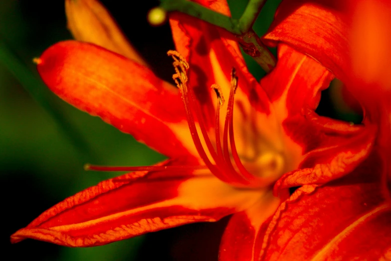 the red flower is blooming very slowly