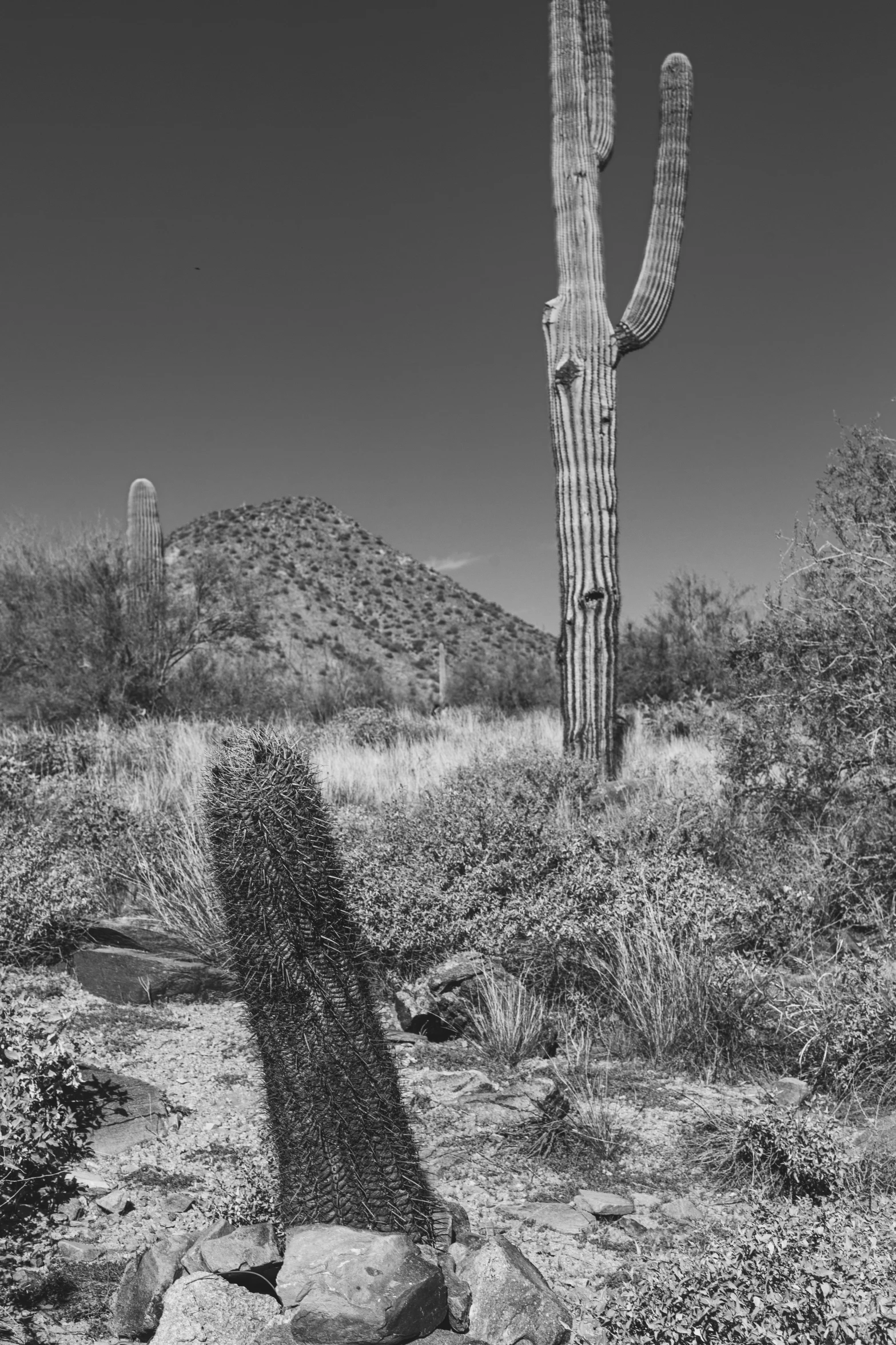 the shadow of a cactus in the desert with a mountain in the background