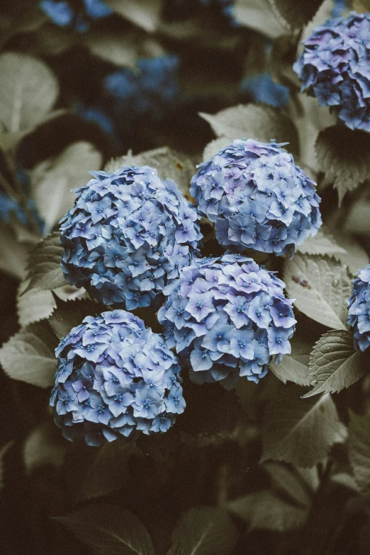closeup of a cluster of hydrangeas in bloom