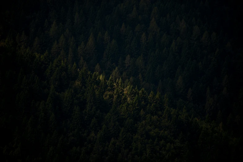 an airplane flying over the trees in the dark