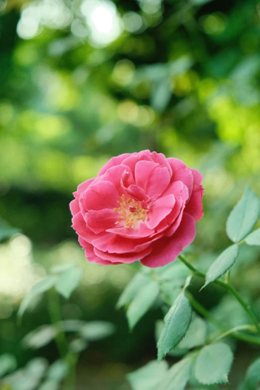 a red rose sits in the middle of a green area