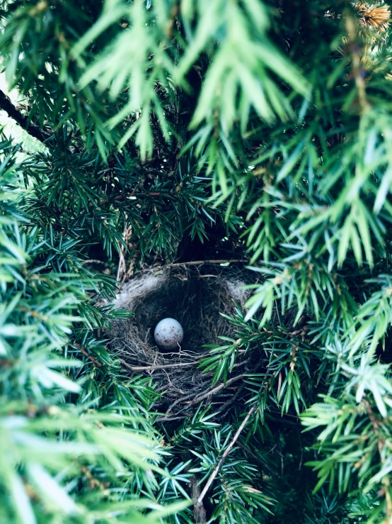 the view through some nches of a tree, looking at a nest