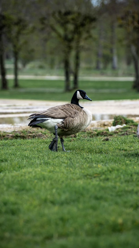 two geese on a grassy field near trees