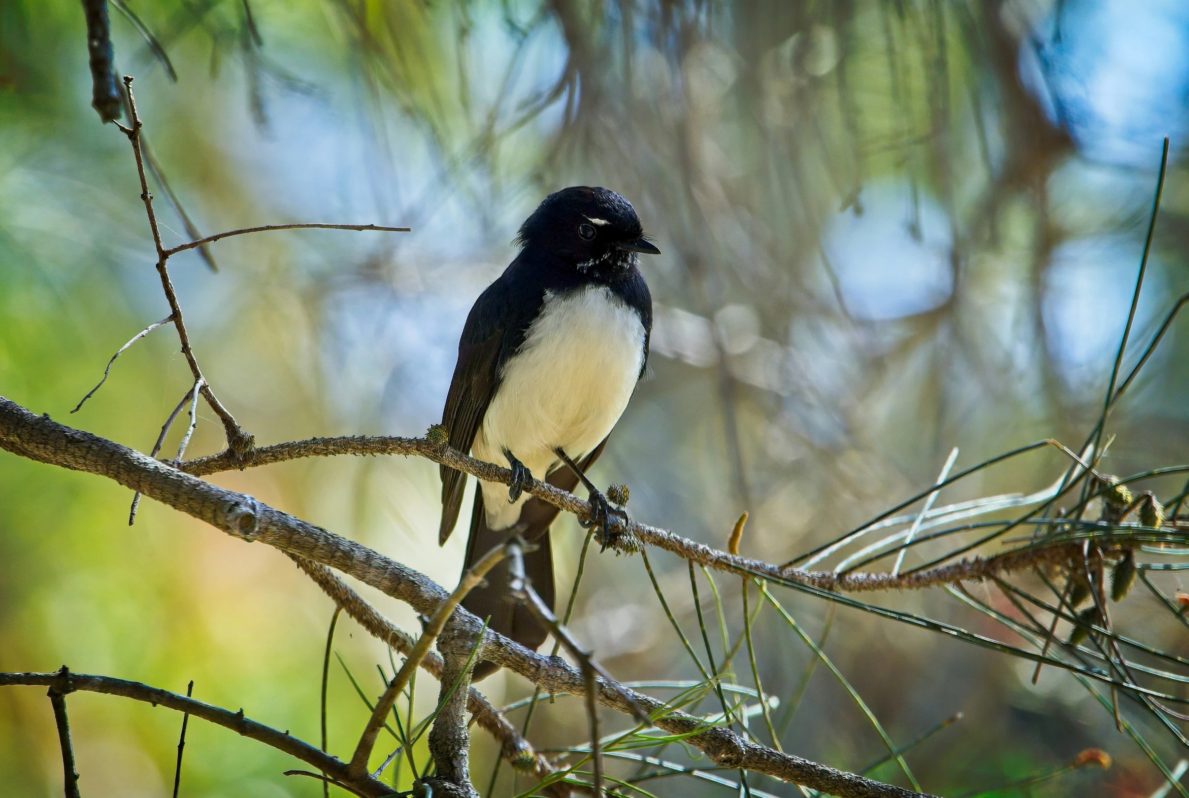 a small bird perched on top of a nch