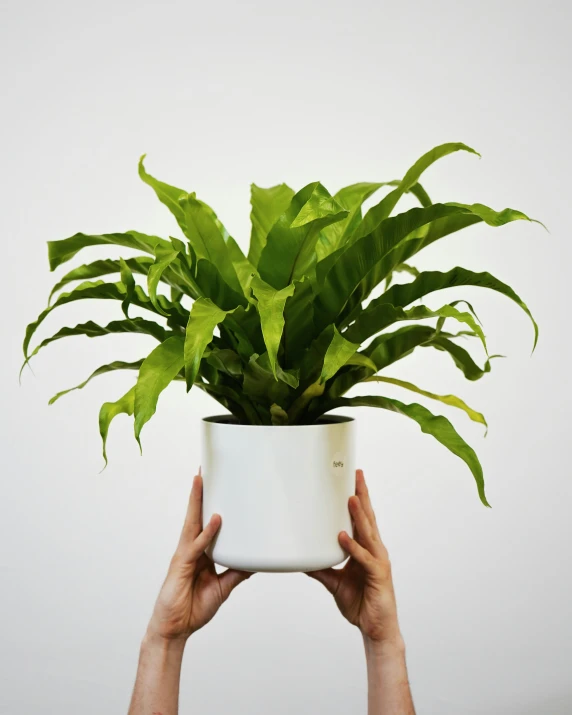 a person holding up a potted plant with leaves on it