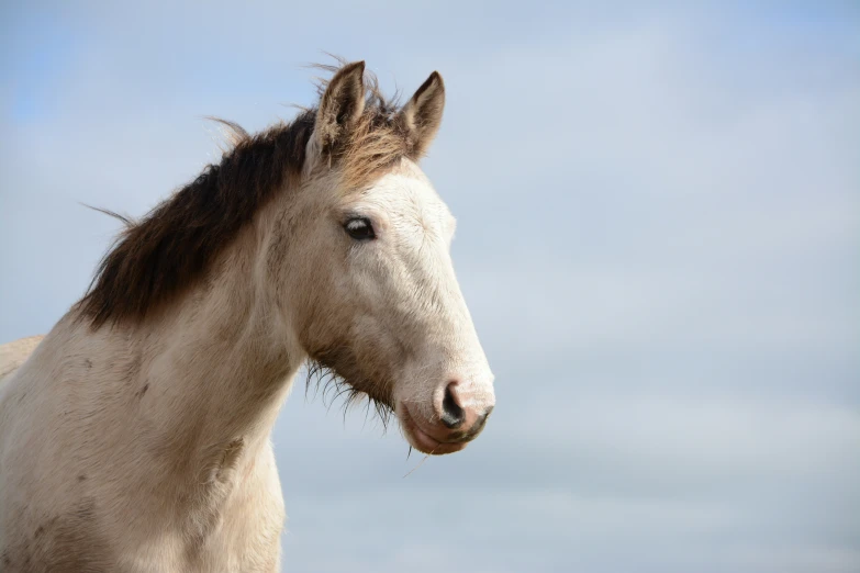 the head and neck of a horse with mane and tail