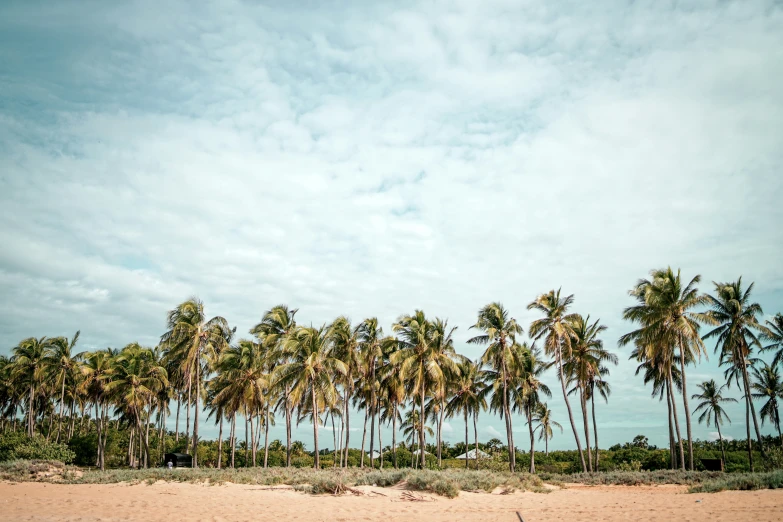 a group of palm trees with blue sky in the background