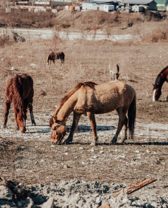 several horses graze on grass in an open field