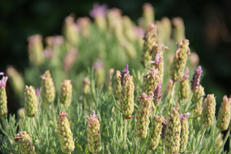 close up of various flowers growing on a small green plant