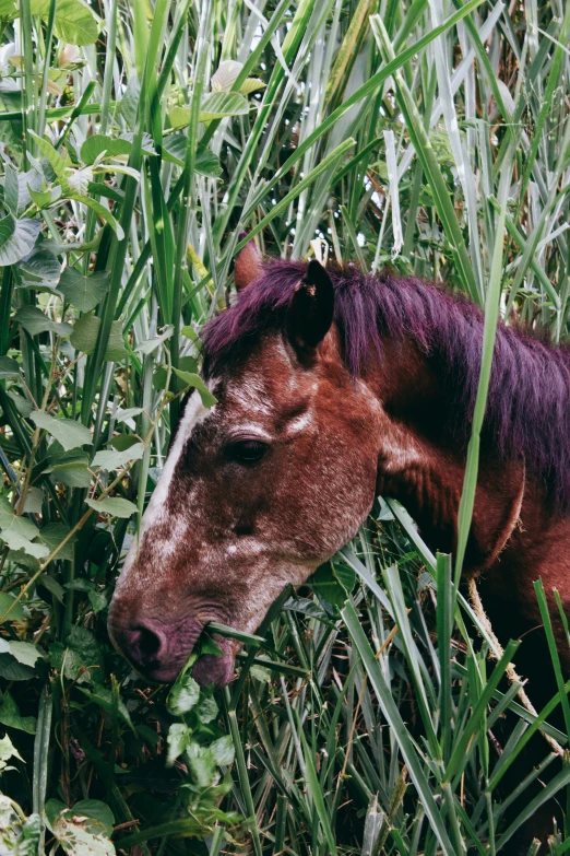 a small horse in the tall grass with it's head sticking out of some plants