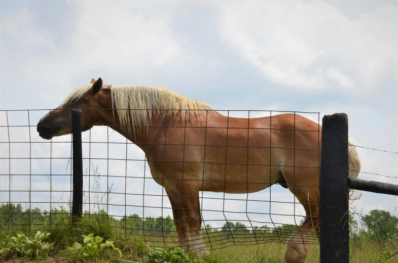 a horse behind a fence looking into the distance