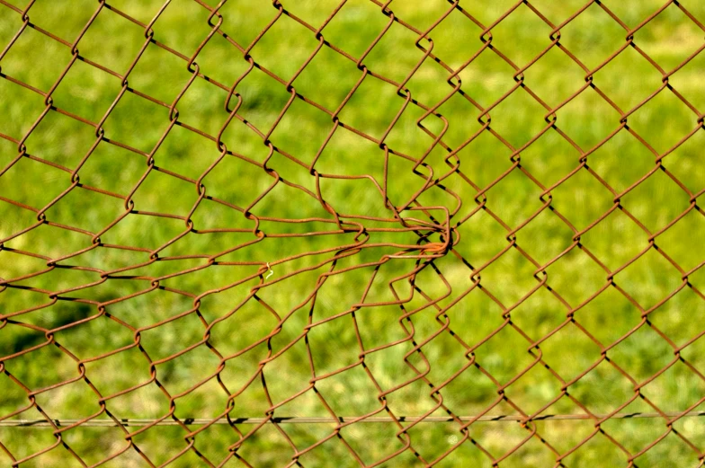 green grass seen through the side of a fence