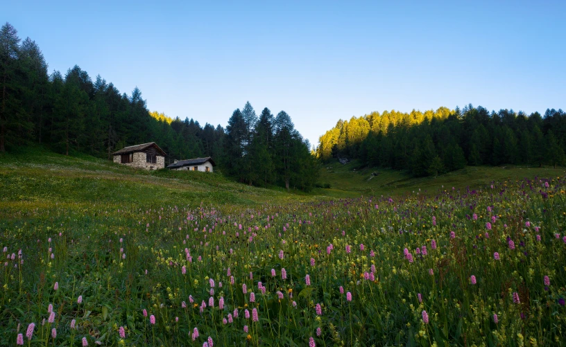 purple flowers on a hillside near trees