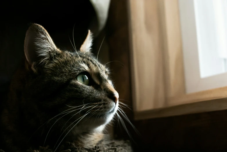 a brown tabby cat looking at soing while sitting down