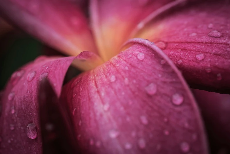 pink flower with water droplets on it's petals