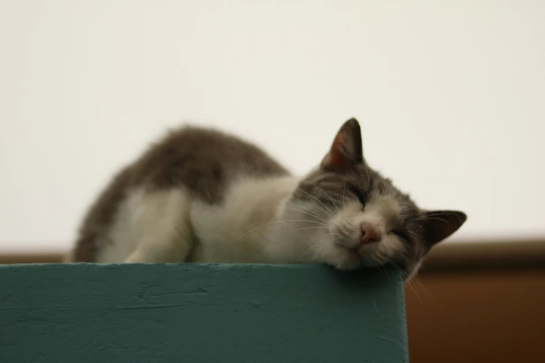 the gray and white cat is sleeping with his head on the side