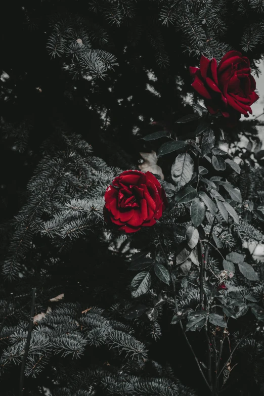 two red roses sitting in the middle of a forest