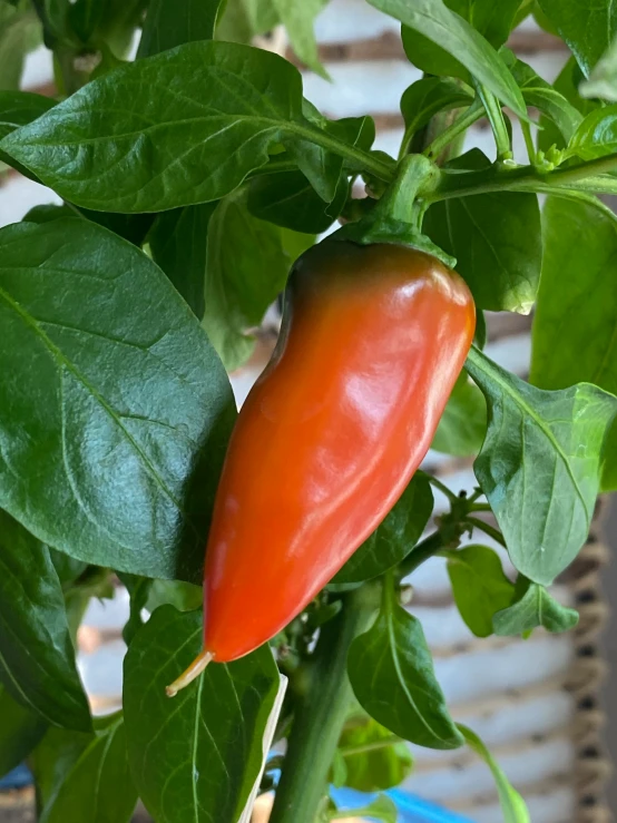 a orange pepper is in the middle of a green plant