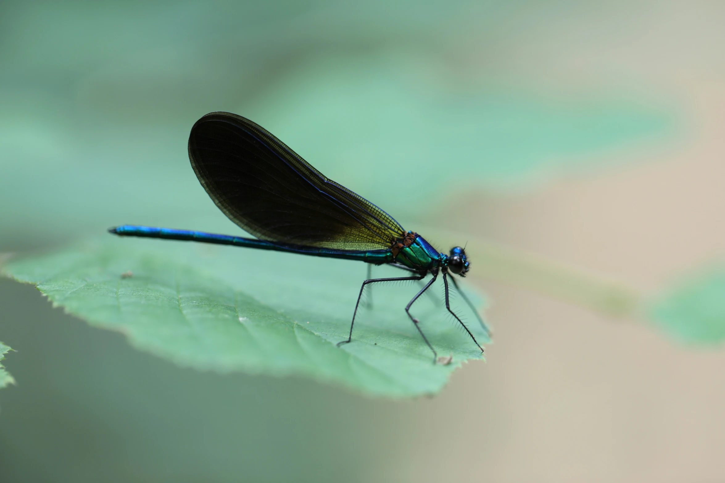 a small blue and black insect sitting on a leaf