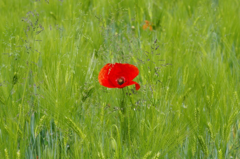 the poppy blossom is just about ready to bloom