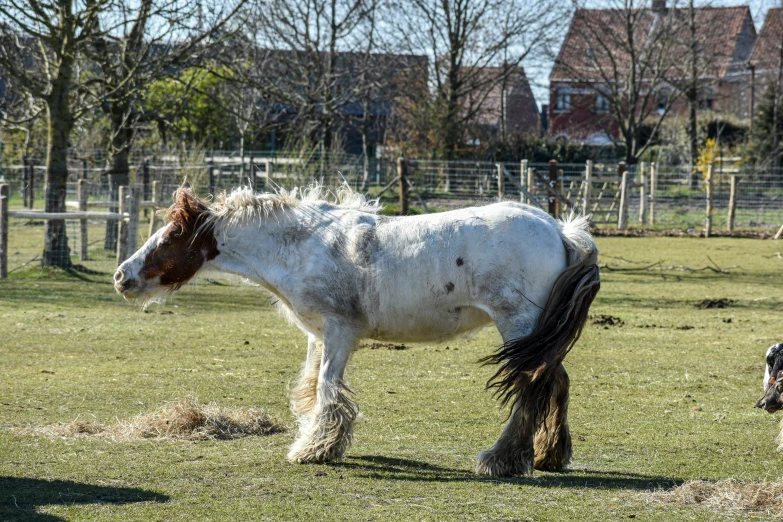an image of a white horse grazing in a field