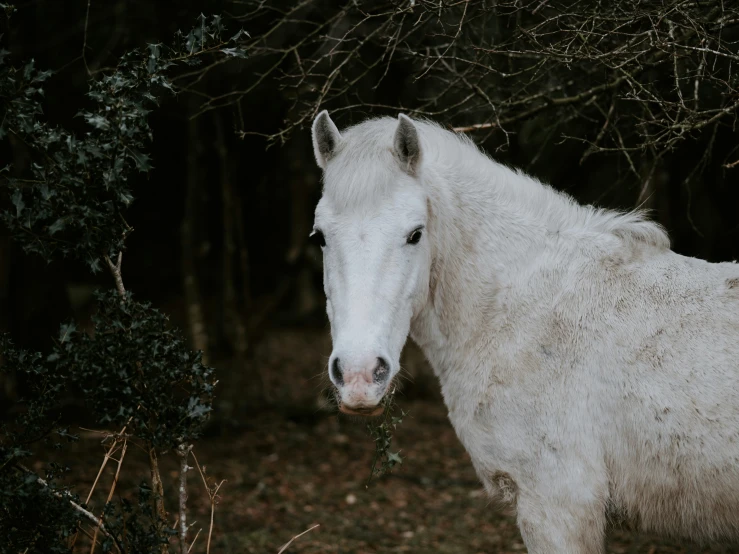 a white horse is standing in the woods