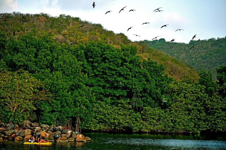 birds flying above the water with some small boats