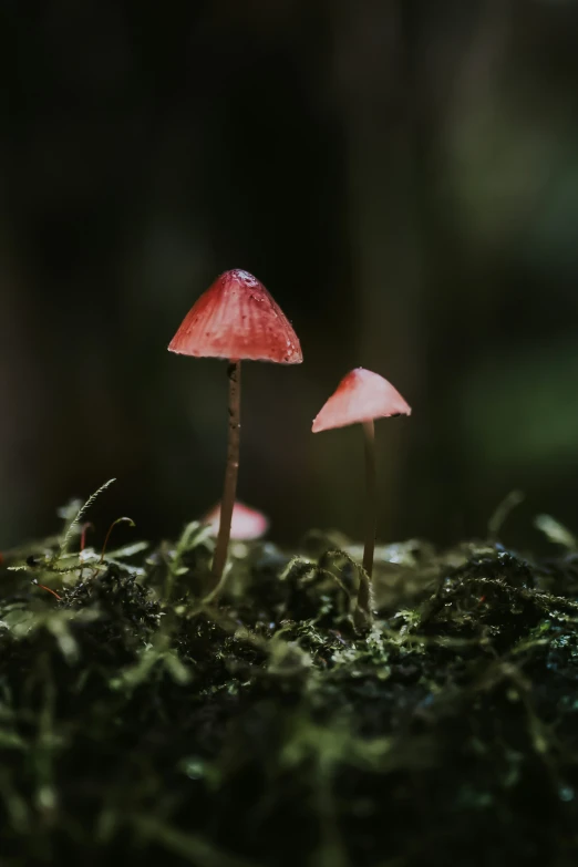 two small mushrooms in moss with a small background