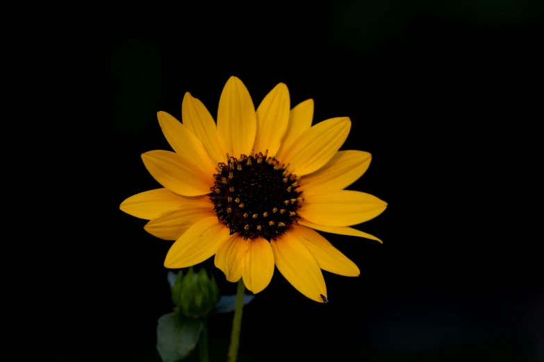 a big yellow flower sitting inside of a vase