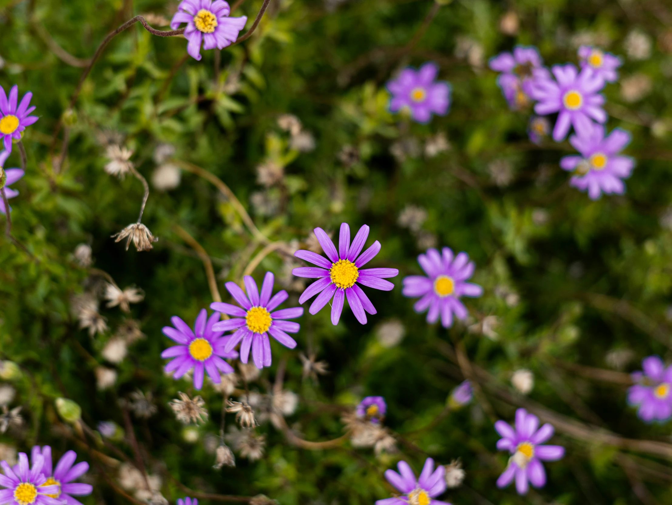 small purple flowers are sprouting up the side