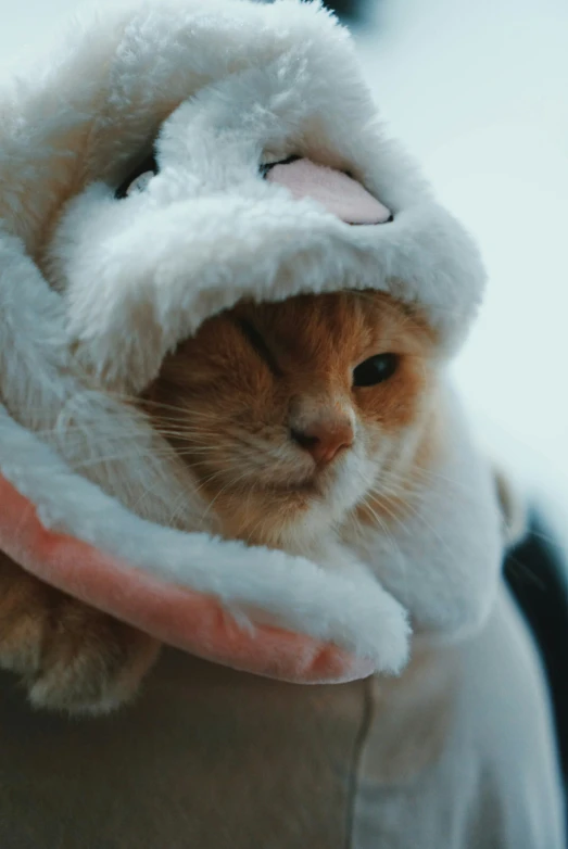 a cat that is wearing a santa claus hat