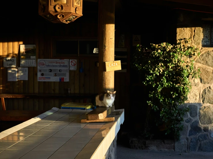 a cat is standing on a box in front of a building