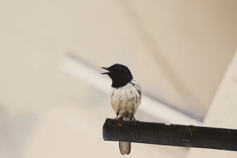 there is a black and white bird on a wire