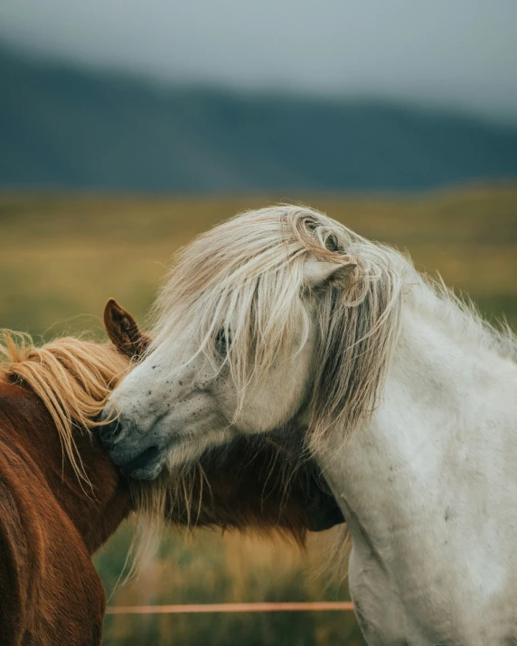 a close - up view of a white and brown horse face to face