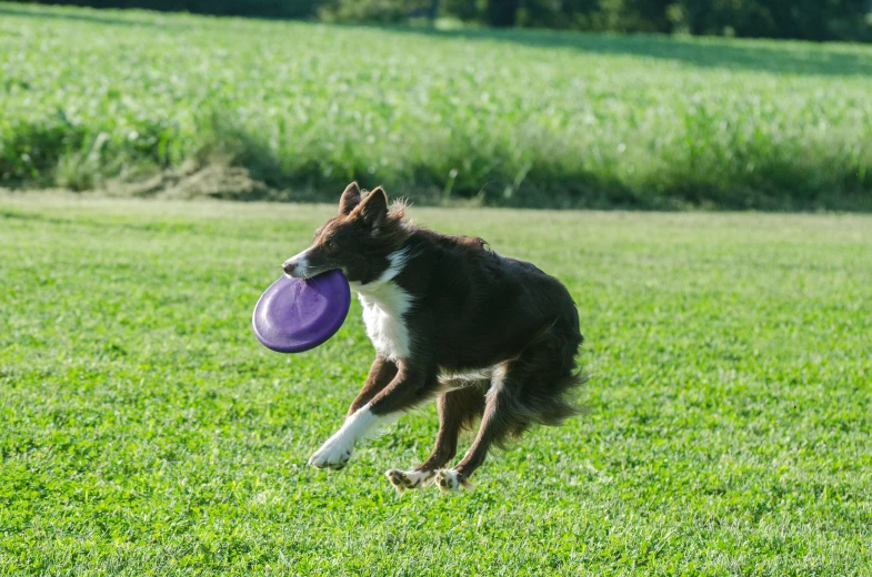 a dog is catching a frisbee in its mouth