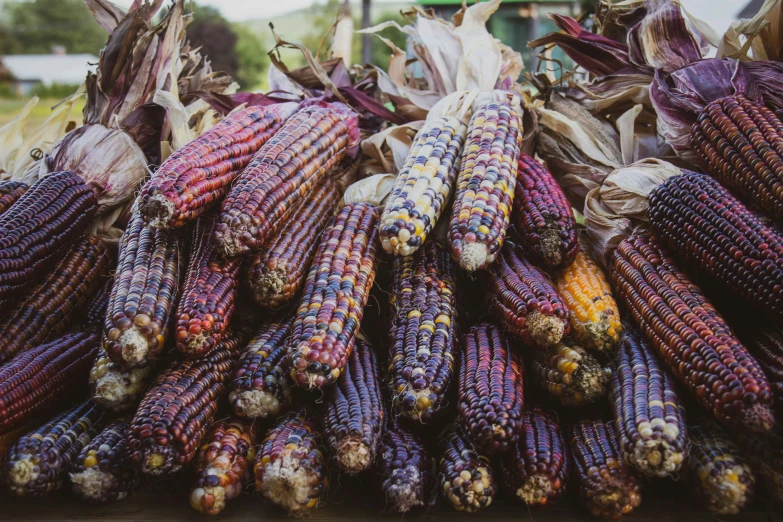 corn and kernels are piled up close