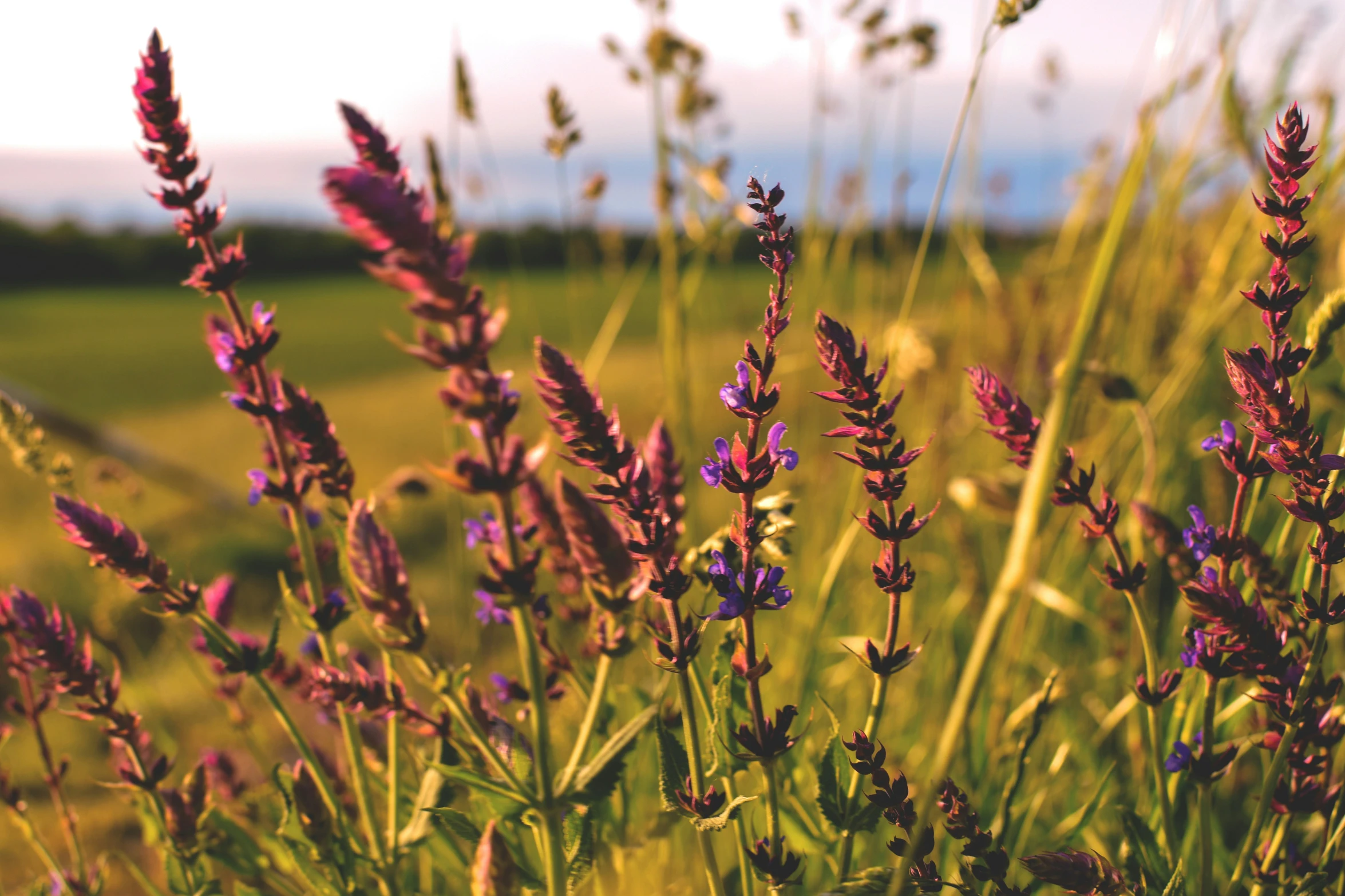 several purple flowers growing on some grass