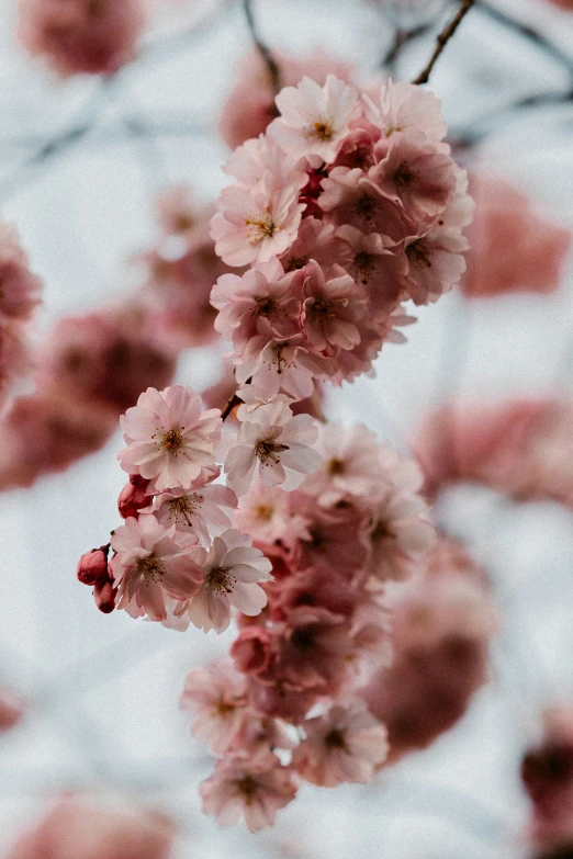 pink flowers hang from the tree nches in the daytime