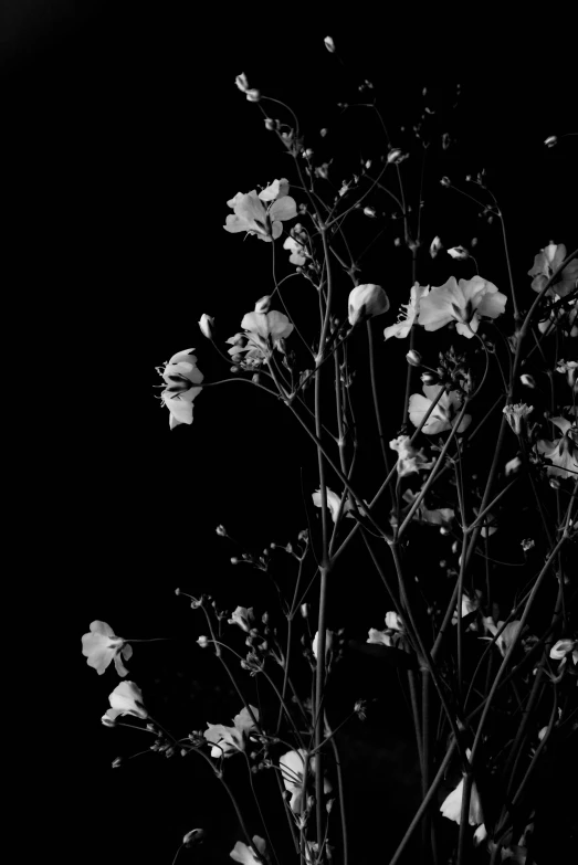 a plant with some flowers in the dark