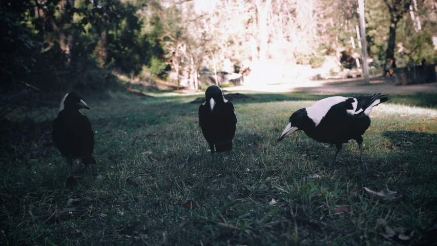 two black and white birds are walking through a grassy field