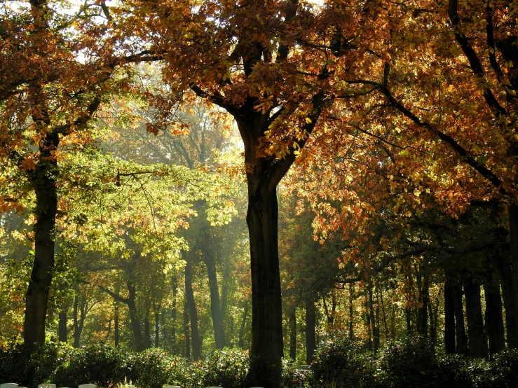 colorful autumn trees and a bench in a park