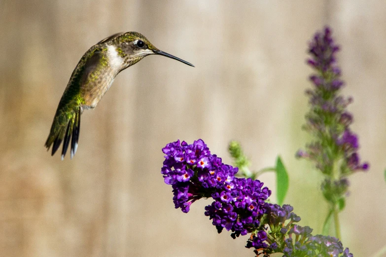 a humming bird flying over purple flowers and grass