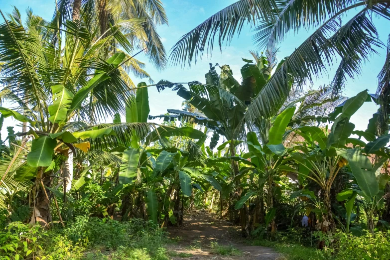 a dirt road running between a palm tree grove