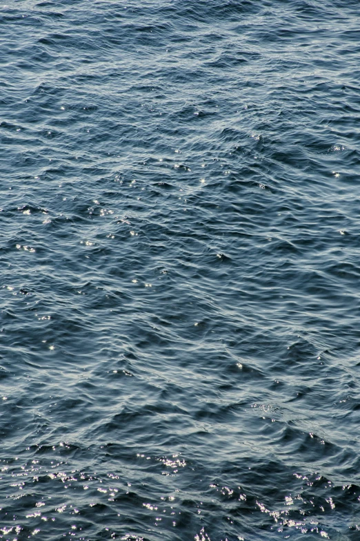 a couple of small birds sitting on top of a body of water