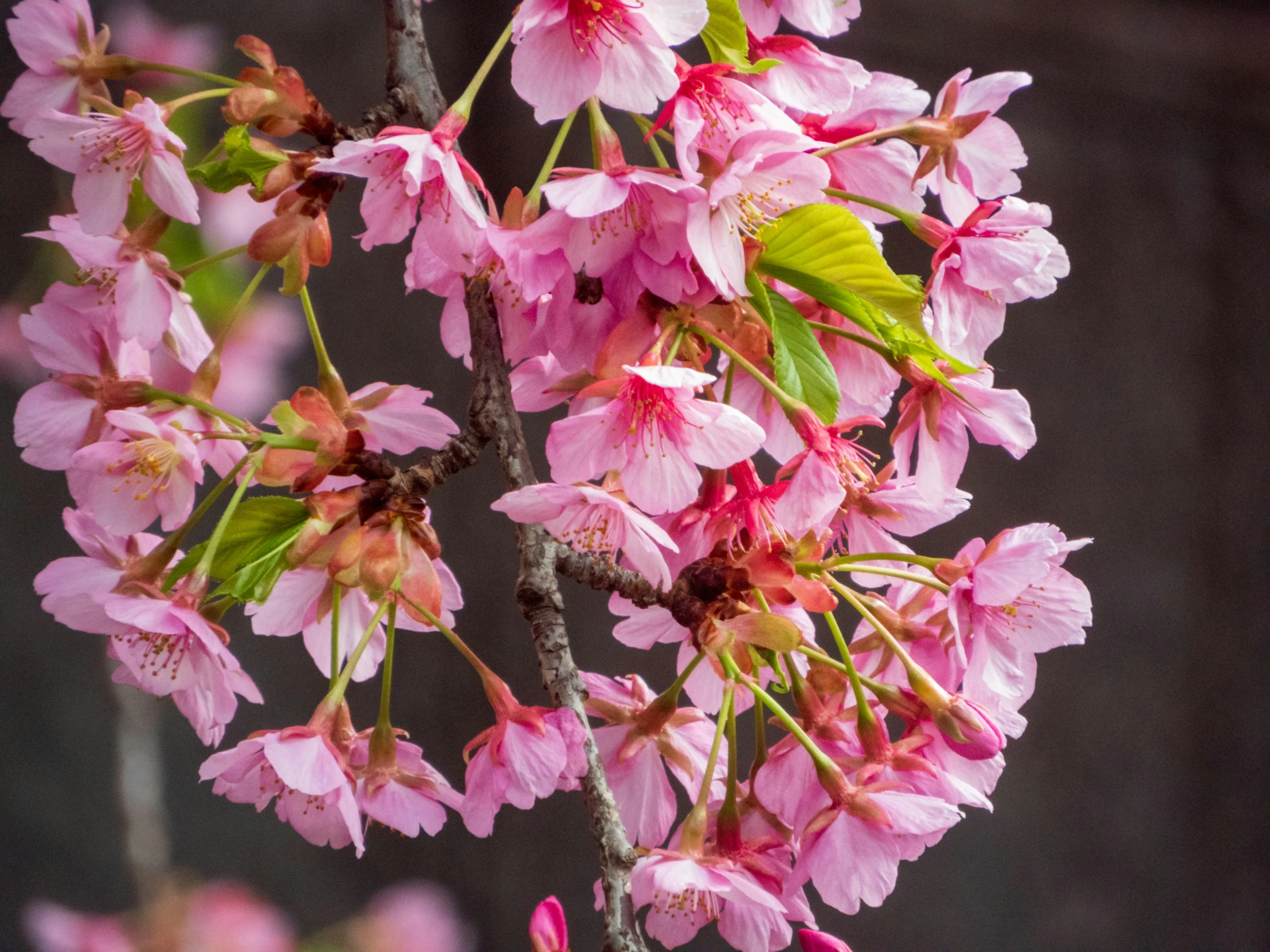 a close up of flowers on a tree